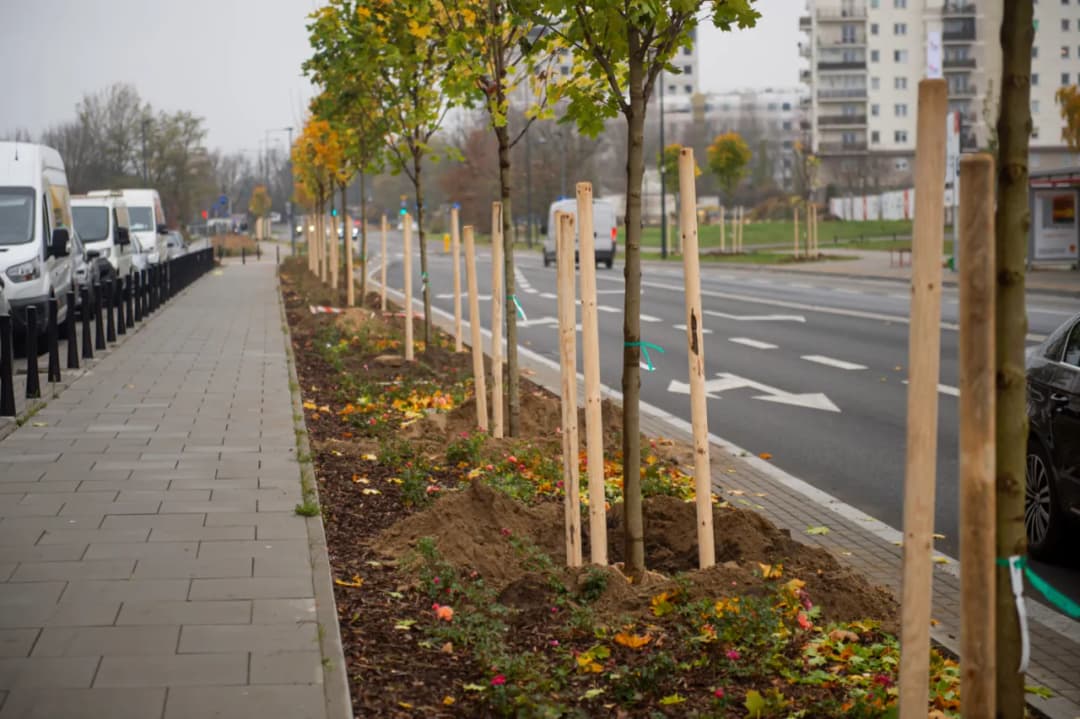Jakie drzewa sadzić na osiedlach, by uniknąć problemów z infrastrukturą?
