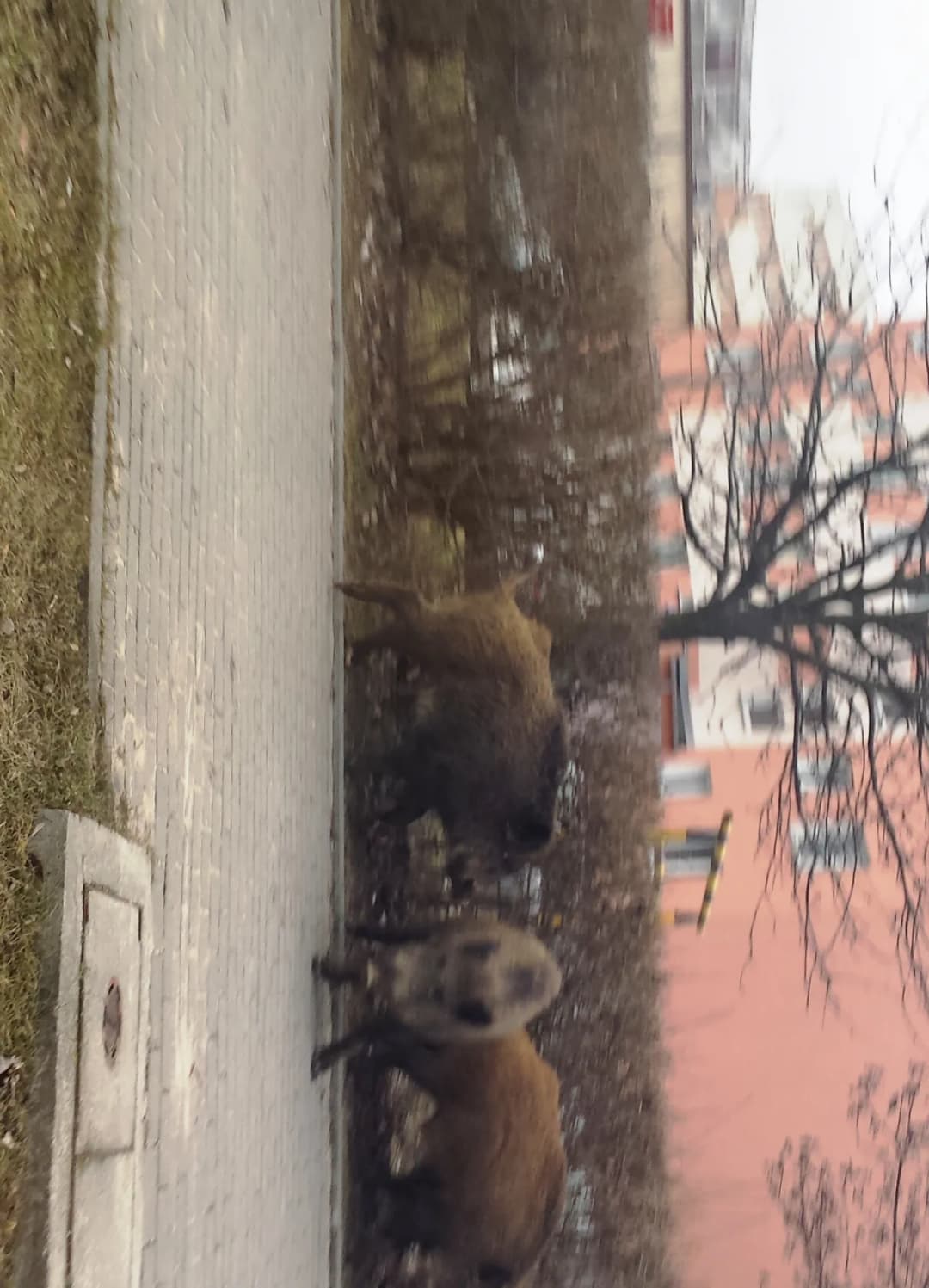Co robić, gdy dziki na osiedlu zagrażają bezpieczeństwu?